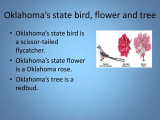 Oklahoma’s state bird, flower and tree   Oklahoma’s state bird is a scissor-tailed flycatcher. Oklahoma’s state flower is a Oklahoma rose. Oklahoma’s tree is a redbud. 