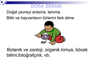 DOĞA ZEKASI
Doğal çevreyi anlama, tanıma
Bitki ve hayvanların türlerini fark etme
Botanik ve zooloji, organik kimya, böcek
bilimi,fotoğrafçılık, vb.
 