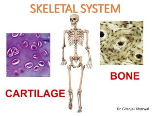 SKELETAL SYSTEM
BONE
CARTILAGE
Dr. Gitanjali Khorwal
 