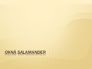 OKNÁ SALAMANDER
 