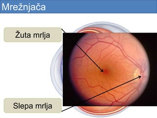 Slepa mrlja
Žuta mrlja
Mrežnjača
 