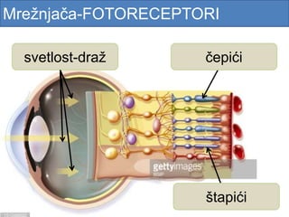 Mrežnjača-FOTORECEPTORI
čepići
štapići
svetlost-draž
 