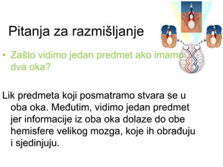 Pitanja za razmišljanje
• Zašto vidimo jedan predmet ako imamo
dva oka?
Lik predmeta koji posmatramo stvara se u
oba oka. Međutim, vidimo jedan predmet
jer informacije iz oba oka dolaze do obe
hemisfere velikog mozga, koje ih obrađuju
i sjedinjuju.
 