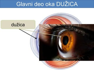 Glavni deo oka DUŽICA
dužica
 