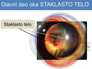 Glavni deo oka STAKLASTO TELO
Staklasto telo
 