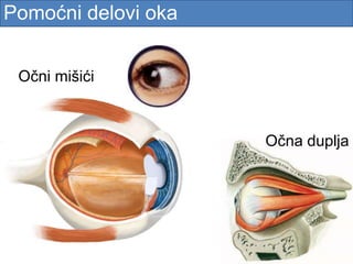 Pomoćni delovi oka
Očna duplja
Očni mišići
 