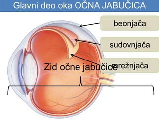 Glavni deo oka OČNA JABUČICA
beonjača
sudovnjača
mrežnjačaZid očne jabučice
 
