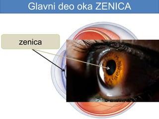 Glavni deo oka ZENICA
zenica
 