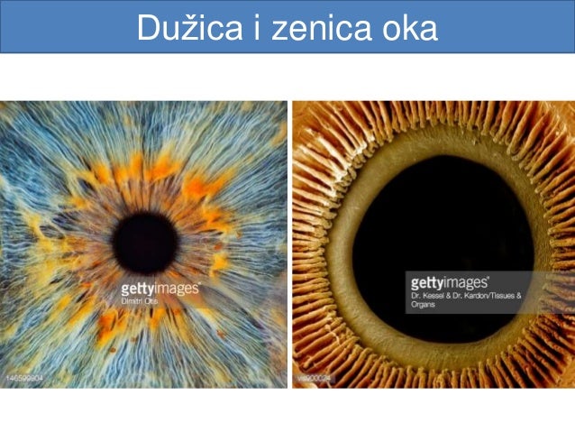 Зеница ока что это