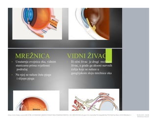 Učitavanje…
MREŽNICA
• Unutarnja ovojnica oka, vidnim
stanicama prima svjetlosni
podražaj
• Na njoj se nalaze žuta pjega
i slijepa pjega
VIDNI ŽIVAC
• Ili očni živac je drugi moždani
živac, a grade ga aksoni nervnih
ćelija koje se nalaze u
ganglijskom sloju mrežnice oka
https://cdn.fbsbx.com/v/t59.2708-21/18281881_695942740591758_414984647569152…KO-PREZENTACIJA.pptx?oh=2ae3a9a17b1adae8b19a7f1075d01ee1&oe=591D3B93&dl=1 16.05.2017. 19S26
Stranica 9 od 22
 