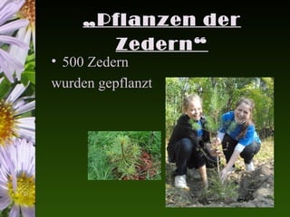 „Pflanzen der
      Zedern“
• 500 Zedern
wurden gepflanzt
 