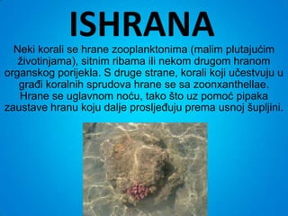 ISHRANA
  Neki korali se hrane zooplanktonima (malim plutajućim
   životinjama), sitnim ribama ili nekom drugom hranom
organskog porijekla. S druge strane, korali koji učestvuju u
   građi koralnih sprudova hrane se sa zoonxanthellae.
   Hrane se uglavnom noću, tako što uz pomoć pipaka
zaustave hranu koju dalje prosljeđuju prema usnoj šupljini.
 