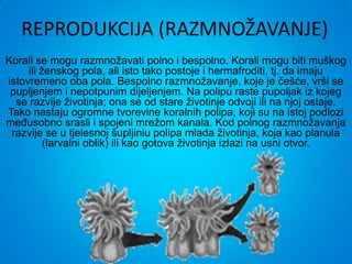 REPRODUKCIJA (RAZMNOŽAVANJE)
Korali se mogu razmnožavati polno i bespolno. Korali mogu biti muškog
     ili ženskog pola, ali isto tako postoje i hermafroditi, tj. da imaju
istovremeno oba pola. Bespolno razmnožavanje, koje je češće, vrši se
 pupljenjem i nepotpunim dijeljenjem. Na polipu raste pupoljak iz kojeg
  se razvije životinja; ona se od stare životinje odvoji ili na njoj ostaje.
Tako nastaju ogromne tvorevine koralnih polipa, koji su na istoj podlozi
međusobno srasli i spojeni mrežom kanala. Kod polnog razmnožavanja
 razvije se u tjelesnoj šupljiniu polipa mlada životinja, koja kao planula
          (larvalni oblik) ili kao gotova životinja izlazi na usni otvor.
 