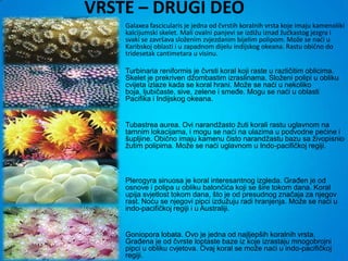 VRSTE – DRUGI DEO
    Galaxea fascicularis je jedna od čvrstih koralnih vrsta koje imaju kamenoliki
    kalcijumski skelet. Mali ovalni panjevi se izdižu iznad žudkastog jezgra i
    svaki se završava složenim zvjezdanim bijelim polipom. Može se nadi u
    Karibskoj oblasti i u zapadnom dijelu indijskog okeana. Rastu obično do
    tridesetak cantimetara u visinu.

    Turbinaria reniformis je čvrsti koral koji raste u različitim oblicima.
    Skelet je prekriven džombastim izraslinama. Složeni polipi u obliku
    cvijeta izlaze kada se koral hrani. Može se naći u nekoliko
    boja, ljubičaste, sive, zelene i smeđe. Mogu se naći u oblasti
    Pacifika i Indijskog okeana.


    Tubastrea aurea. Ovi narandžasto žuti korali rastu uglavnom na
    tamnim lokacijama, i mogu se naći na ulazima u podvodne pećine i
    šupljine. Obično imaju kamenu čisto narandžastu bazu sa živopisnio
    žutim polipima. Može se naći uglavnom u Indo-pacifičkoj regiji.



    Plerogyra sinuosa je koral interesantnog izgleda. Građen je od
    osnove i polipa u obliku balončića koji se šire tokom dana. Koral
    upija svjetlost tokom dana, što je od presudnog značaja za njegov
    rast. Noću se njegovi pipci izdužuju radi hranjenja. Može se naći u
    indo-pacifičkoj regiji i u Australiji.


    Goniopora lobata. Ovo je jedna od najljepših koralnih vrsta.
    Građena je od čvrste loptaste baze iz koje izrastaju mnogobrojni
    pipci u obliku cvjetova. Ovaj koral se može naći u indo-pacifičkoj
    regiji.
 