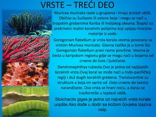 VRSTE – TREDI DEO
   Muricea muricata raste u grupama i imaju prstast oblik.
      Obično su žudkaste ili zelene boje i mogu se nadi u
  tropskim grebenima Kariba ili Indijskog okeana. Štapidi su
   prekriveni malim koralnim polipima koji upijaju hranjive
                         materije iz vode.
   Goregonian flabellum je vrsta korala veoma povezana sa
    vrstom Muricea muricata. Glavna razlika je u tome što
     Goregonian flabellum pravi ravne površine. Veoma je
  česta u karipskom regionu gdje se mogu nadi u bojama od
                   crvene do žute i ljubičaste.
     Dendronephthya rubeola.Ovo je jedna od najljepših
    koralnih vrsta.Ovaj koral se može nadi u Indo-pacifičkoj
     regiji i duž dugih koralnih grebena. Translucentne su
     strukture a boja im varira od čisto crvene do tamno
       narandžaste. Ova vrsta se hrani nodu, a danju se
                   trasformiše u loptasti oblik.
    Stoichactis gigas je jedna od najvećih vrsta korala
   uopšte.Ako dođe u dodir sa kožom čovjeka izaziva
                              osip.
 