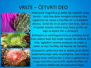 VRSTE – ČETVRTI DEO
     Heteractis magnifica je jedna od najvedih vrsta
       korala i služi kao dom mnogim vrstama riba.
      Uglavnom se nalazi u Pacifiku ali i u indijskom
     okeanu. Donji dio im je jasno roze boje, dok su
       im polipi svijetlo zelene boje (koja potiče od
                alge sa kojom živi u simbiozi)
     Anthopleura xanthogrammica je prelijepi koral
    čisto zelene boje koji može narasti do veličine 12
        inča. Izgledom veoma podsjeca na cvijet, a
       nalazi se duž Pacifika; od Aljaske do Paname.
     Corynactis californica ime je dobila po kružnim
     izraslinama koje rastu na polipima. Ova vrsta je
     veoma male veličine (do 1 inča) a uglavnom se
       mogu nadi blizu kamenitih obala Pacifika; od
          sjeverne Kalifornije do poluostrva Baja.
 