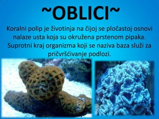 ~OBLICI~
Koralni polip je životinja na čijoj se pločastoj osnovi
  nalaze usta koja su okružena prstenom pipaka.
Suprotni kraj organizma koji se naziva baza služi za
                pričvršdivanje podlozi.
 