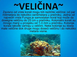 ~VELIČINA~
 Zavisno od vrste korali mogu biti različite veličine; od par
 milimetara do nekoliko centimetara u prečniku. Jedna od
 najvećih vrsta Fungia je samostalan koral koji može da
dosegne veličinu do 25 cm u prečniku. Kolonialni korali su
 mnogo manji u prosjeku od 1-3 mm u prečniku. Kolonije
 korala takođe variraju u veličini. Neke kolonije su dosta
male veličine dok druge mogu doseći veličinu i do nekoliko
                      metara visine.
 