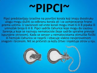 ~PIPCI~
  Pipci predstavljaju izrasline na površini korala koji imaju dvostruku
   ulogu-mogu služiti za odbranu korala ali i za usmjeravanje hrane
prema ustima. U zavisnosti od vrste korali mogu imati 6 ili 8 pipaka ili
   umnožak broja 6 ili 8. Pipci sadrže čahurice koje mogu da izazovu
 žarenje,a koje se nazivaju nematociste (koje sadrže spiralne prevoje
ispunjene otrovom). Kada se senzor u nematocistama stimuliše fizički
    ili hemijski čahurica se rasprši i izbacuje vlakno nevjerovatnom
snagom i brzinom. Nit se pričvrsti za kožu žrtve i injektuje otrov u nju.
 