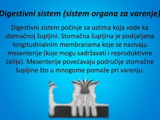 Digestivni sistem (sistem organa za varenje)
   Digestivni sistem počinje sa ustima koja vode ka
 stomačnoj šupljini. Stomačna šupljina je podijeljena
    longitudinalnim membranama koje se nazivaju
  mesenterije (koje mogu sadržavati i reproduktivne
 delije). Mesenterije povedavaju područije stomačne
     šupljine što u mnogome pomaže pri varenju.
 