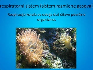 respiratorni sistem (sistem razmjene gasova)
   Respiracija korala se odvija duž čitave površine
                      organizma.
 