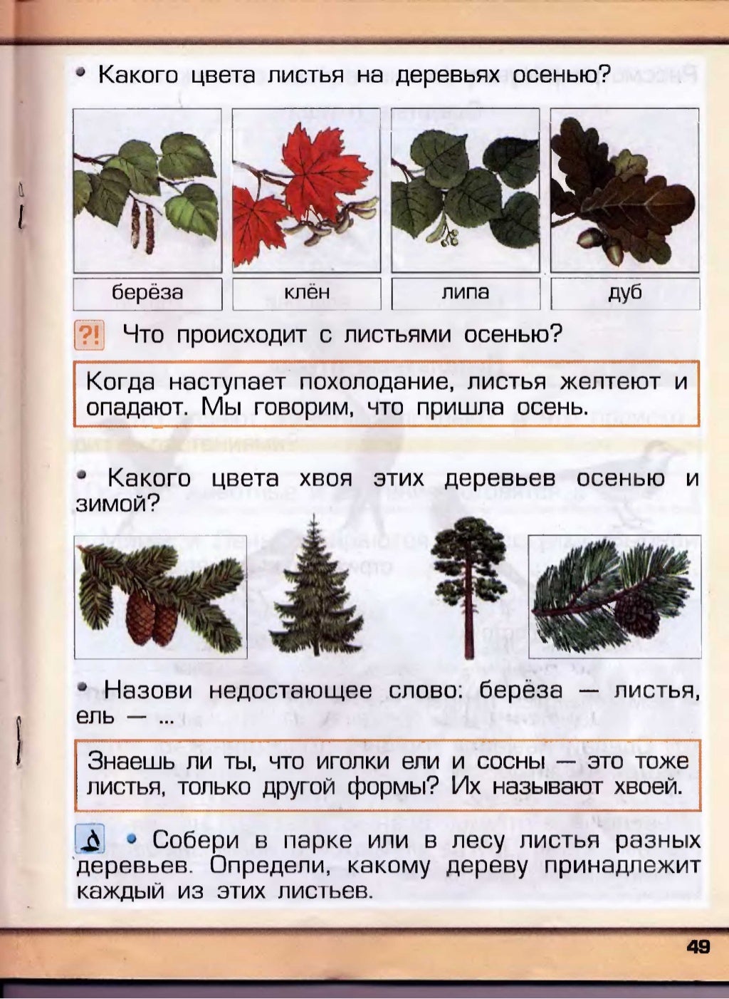Цвета листьев осенью у разных деревьев. Окрас листьев осенью у разных деревьев березы. какого цвета листья осенью разных деревьев. какие деревья в какие цвета окрашиваются листья осенью. окраска листьев ели.