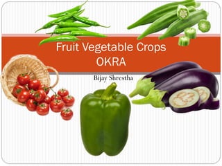 Bijay Shrestha
Fruit Vegetable Crops
OKRA
 