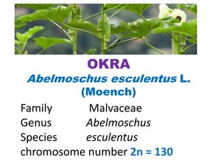 OKRA
Abelmoschus esculentus L.
(Moench)
Family Malvaceae
Genus Abelmoschus
Species esculentus
chromosome number 2n = 130
 