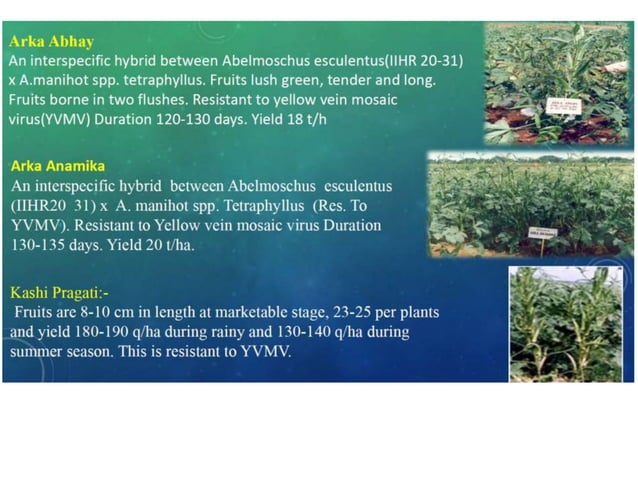 okra-ppt