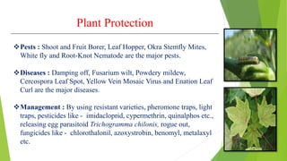 Plant Protection
Pests : Shoot and Fruit Borer, Leaf Hopper, Okra Stemfly Mites,
White fly and Root-Knot Nematode are the major pests.
Diseases : Damping off, Fusarium wilt, Powdery mildew,
Cercospora Leaf Spot, Yellow Vein Mosaic Virus and Enation Leaf
Curl are the major diseases.
Management : By using resistant varieties, pheromone traps, light
traps, pesticides like - imidacloprid, cypermethrin, quinalphos etc.,
releasing egg parasitoid Trichogramma chilonis, rogue out,
fungicides like - chlorothalonil, azoxystrobin, benomyl, metalaxyl
etc.
 