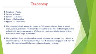 Taxonomy
 Kingdom – Plantae
 Order – Malvales
 Family – Malvaceae
 Genus – Abelmoschus
 Species – A. esculentus
 The cultivated bhindi was earlier known as Hibiscus esculentus. Since in bhindi
calyx, corolla & staminal column are fused together at the base and fall together after
anthesis, this has been renamed as Abelmoschus esculentus, distinguishing it from
Hibiscus in which calyx is persistent.
 The hypothesis that A. esculentus has somatic chromosome number 2n = 130 and is
an amphidiploid of A. tuberculatus with 2n = 58 & an unknown species with 2n = 72,
makes this material most likely source of complimentary genome.
 