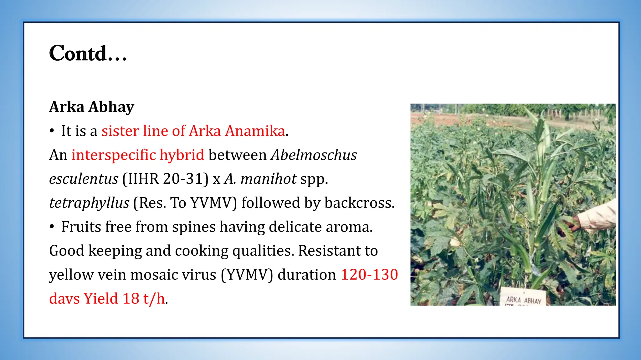 Contd…
Arka Abhay
• It is a sister line of Arka Anamika.
An interspecific hybrid between Abelmoschus
esculentus (IIHR 20-31) x A. manihot spp.
tetraphyllus (Res. To YVMV) followed by backcross.
• Fruits free from spines having delicate aroma.
Good keeping and cooking qualities. Resistant to
yellow vein mosaic virus (YVMV) duration 120-130
davs Yield 18 t/h.
 