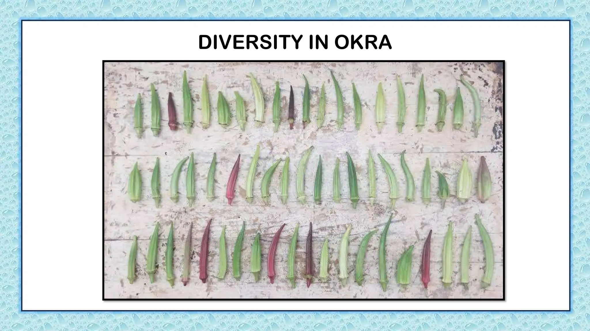 DIVERSITY IN OKRA
 