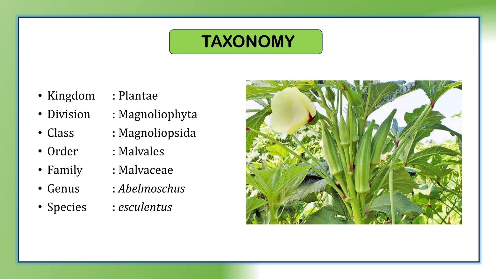 TAXONOMY
• Kingdom : Plantae
• Division : Magnoliophyta
• Class : Magnoliopsida
• Order : Malvales
• Family : Malvaceae
• Genus : Abelmoschus
• Species : esculentus
 