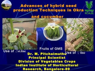 Dr. M. Pitchaimuthu
Principal Scientist
Division of Vegetables Crops
Indian Institute of Horticultural
Research, Bangalore-89
Advances of hybrid seed
production Techniques in Okra
and cucumber
Use of ♂st.line
Use of ♀ line
Fruits of GMS
 
