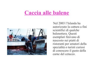 Caccia alle balene
Nel 2003 l’Islanda ha
autorizzato la cattura a fini
scientifici di qualche
balenottera. Questi
esemplari finivano di
nascosto nei piatti di
ristoranti per amatori della
specialità o turisti curiosi
di conoscere il gusto della
carne del cetaceo.

 