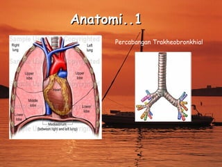 Anatomi..1
Percabangan Trakheobronkhial

 