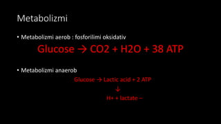 Metabolizmi
• Metabolizmi aerob : fosforilimi oksidativ
Glucose → CO2 + H2O + 38 ATP
• Metabolizmi anaerob
Glucose → Lactic acid + 2 ATP
↓
H+ + lactate –
 