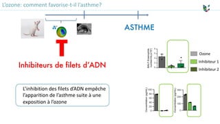 L’ozone: comment favorise-t-il l’asthme?
T
Inhibiteurs de filets d’ADN
BALFEosinophils
number/mL(x104)
Concentration(pg/mL)
Concentration(pg/mL)
L’inhibition des filets d’ADN empêche
l’apparition de l’asthme suite à une
exposition à l’ozone
ASTHME
Inhibiteur 1
Ozone
Inhibiteur 2
 