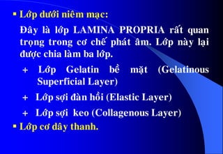  Lôùp döôùi nieâm maïc:
Ñaây laø lôùp LAMINA PROPRIA raát quan
troïng trong cô cheá phaùt aâm. Lôùp naøy laïi
ñöôïc chia laøm ba lôùp.
+ Lôùp Gelatin beà maët (Gelatinous
Superficial Layer)
+ Lôùp sôïi ñaøn hoài (Elastic Layer)
+ Lôùp sôïi keo (Collagenous Layer)
 Lôùp cô daây thanh.
 