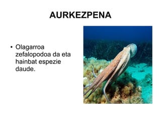 AURKEZPENA
● Olagarroa
zefalopodoa da eta
hainbat espezie
daude.
 