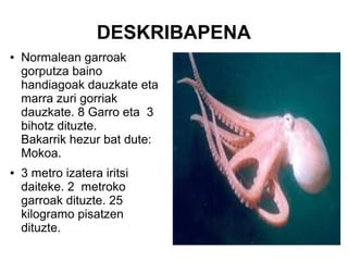 DESKRIBAPENA
● Normalean garroak
gorputza baino
handiagoak dauzkate eta
marra zuri gorriak
dauzkate. 8 Garro eta 3
bihotz dituzte.
Bakarrik hezur bat dute:
Mokoa.
● 3 metro izatera iritsi
daiteke. 2 metroko
garroak dituzte. 25
kilogramo pisatzen
dituzte.
●
 