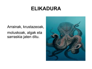 ELIKADURA
Arrainak, krustazeoak,
moluskoak, algak eta
sarraskia jaten ditu.
 