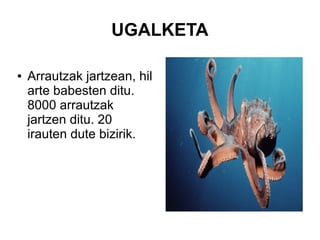 UGALKETA
● Arrautzak jartzean, hil
arte babesten ditu.
8000 arrautzak
jartzen ditu. 20
irauten dute bizirik.
 