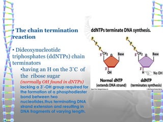 • The chain termination
reaction
• Dideoxynucleotide
triphosphates (ddNTPs) chain
terminators
•having an H on the 3’C of
the ribose sugar
(normally OH found in dNTPs)
lacking a 3’-OH group required for
the formation of a phosphodiester
bond between two
nucleotides,thus terminating DNA
strand extension and resulting in
DNA fragments of varying length.
14
 
