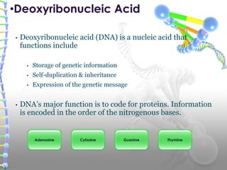 • Deoxyribonucleic acid (DNA) is a nucleic acid that
functions include
• Storage of genetic information
• Self-duplication & inheritance
• Expression of the genetic message
• DNA’s major function is to code for proteins. Information
is encoded in the order of the nitrogenous bases.
•Deoxyribonucleic Acid
ThymineGuanineCytosineAdenosine
3
 