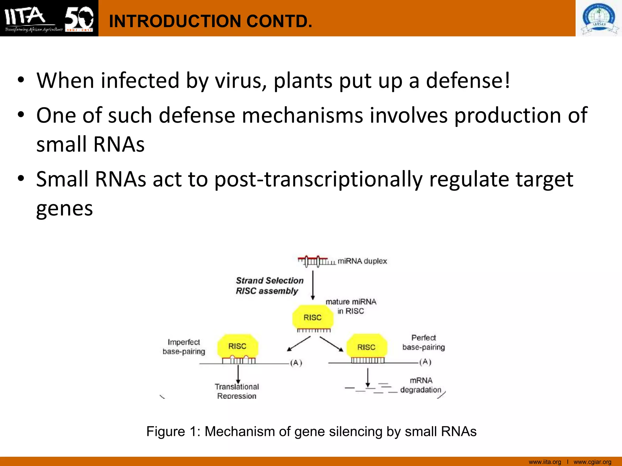 www.iita.org I www.cgiar.org
INTRODUCTION CONTD.
• When infected by virus, plants put up a defense!
• One of such defense mechanisms involves production of
small RNAs
• Small RNAs act to post-transcriptionally regulate target
genes
Figure 1: Mechanism of gene silencing by small RNAs
 