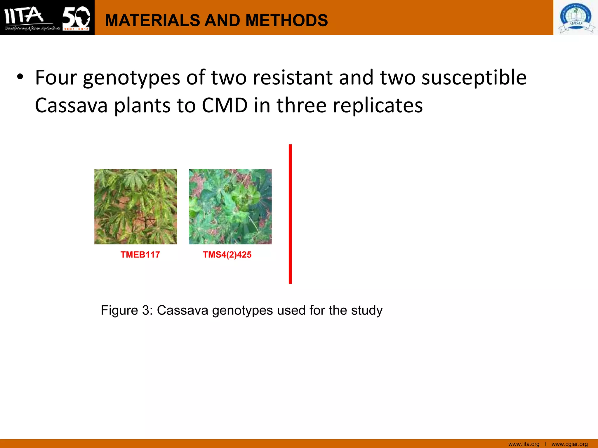 www.iita.org I www.cgiar.org
MATERIALS AND METHODS
• Four genotypes of two resistant and two susceptible
Cassava plants to CMD in three replicates
TMEB117 TMS4(2)425
Figure 3: Cassava genotypes used for the study
 