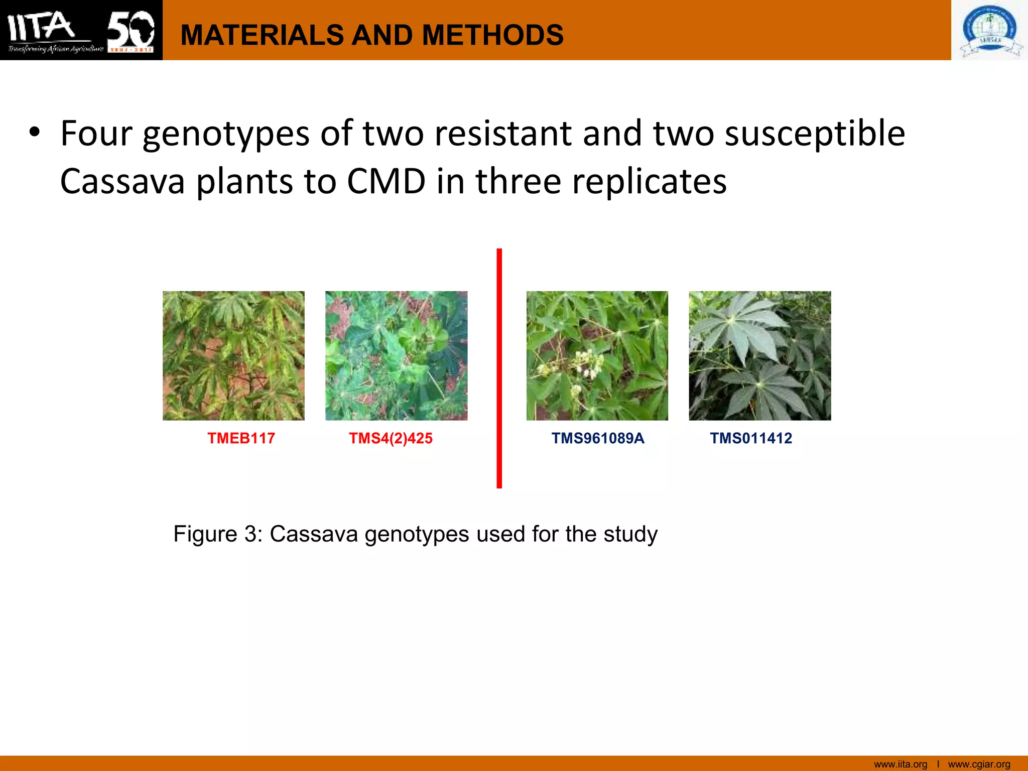 www.iita.org I www.cgiar.org
MATERIALS AND METHODS
• Four genotypes of two resistant and two susceptible
Cassava plants to CMD in three replicates
TMEB117 TMS4(2)425 TMS961089A TMS011412
Figure 3: Cassava genotypes used for the study
 