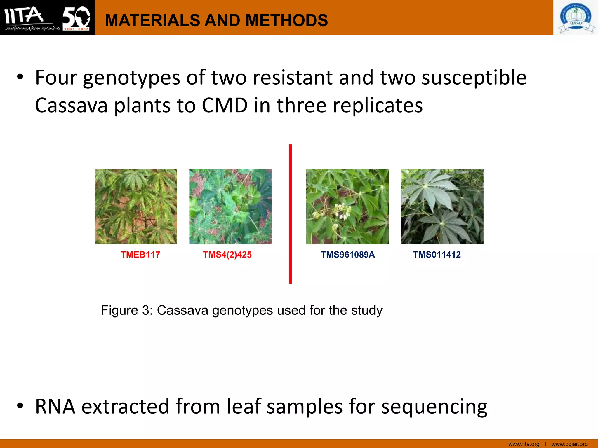 www.iita.org I www.cgiar.org
MATERIALS AND METHODS
• Four genotypes of two resistant and two susceptible
Cassava plants to CMD in three replicates
• RNA extracted from leaf samples for sequencing
TMEB117 TMS4(2)425 TMS961089A TMS011412
Figure 3: Cassava genotypes used for the study
 
